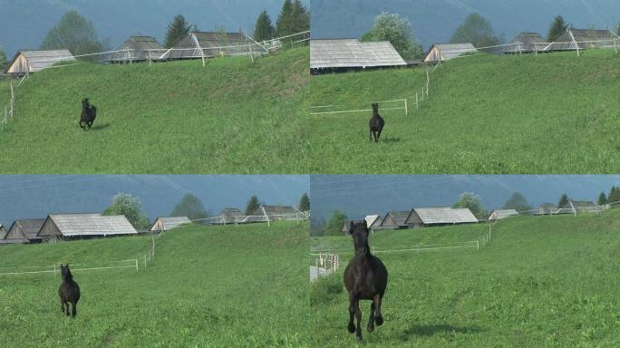 高清: 奔跑的马奔跑的马黑马草原