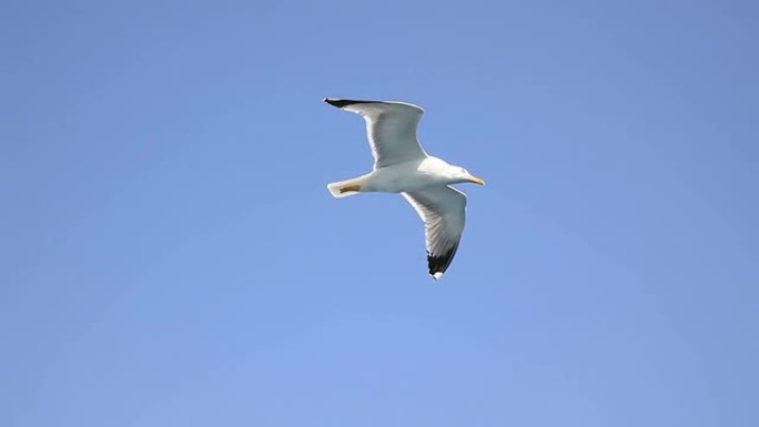 海鸥自由展翅翱翔张开双翅自然生态