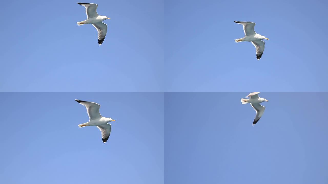 海鸥自由展翅翱翔张开双翅自然生态