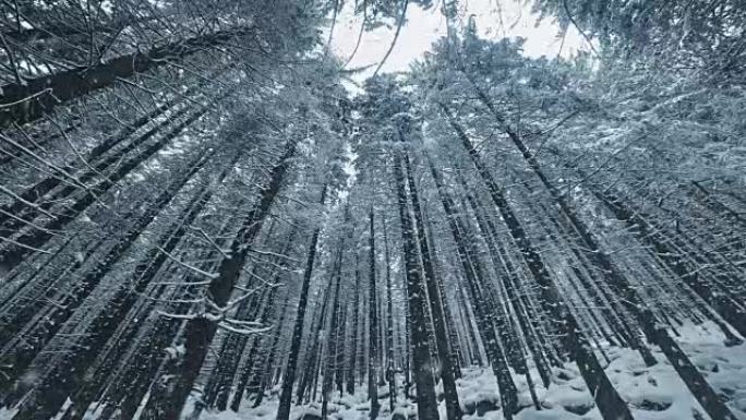 积雪和积雪覆盖的树木的景观