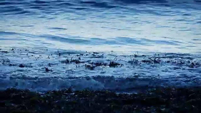 晚上海藻破浪