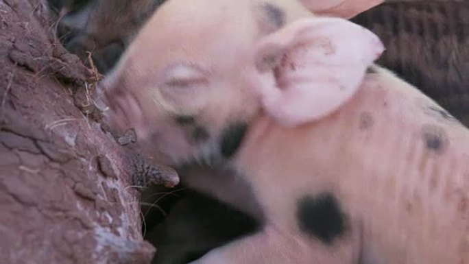 从母亲那里吮吸可爱的自由放养小猪的特写镜头