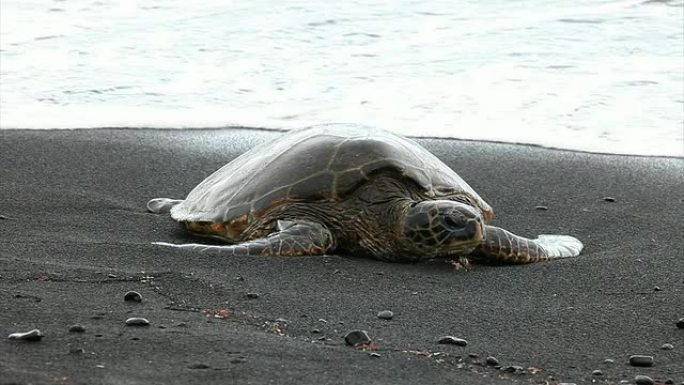 夏威夷黑海滩的绿海龟