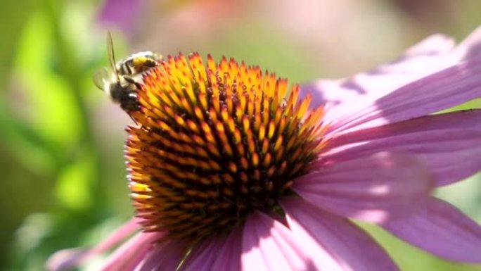 宏观: 装满花粉的觅食蜜蜂从紫色花中收集甜蜜