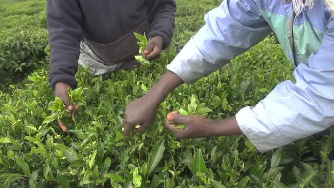 慢动作: 在斯里兰卡收获绿茶灌木丛