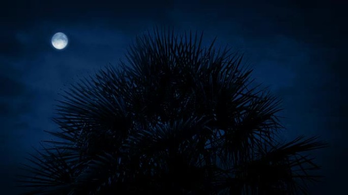 夜间热带尖刺树