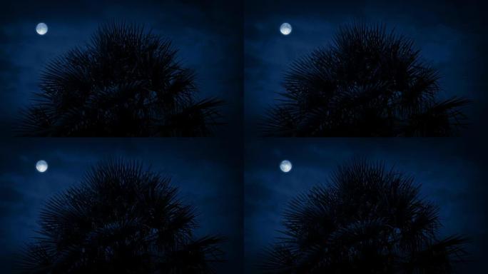夜间热带尖刺树