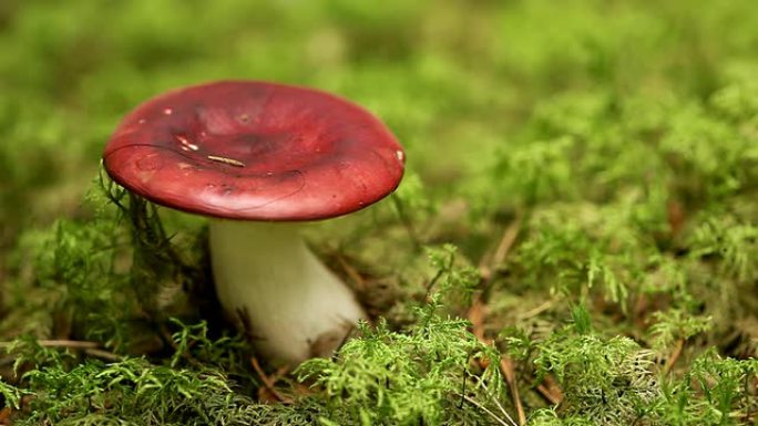 真菌-吐红菇采菇蘑菇菌菇