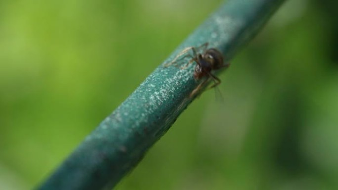 特写MACRO doof: 黑人工蚁在阳光明媚的夏天沿着他们的路径行走