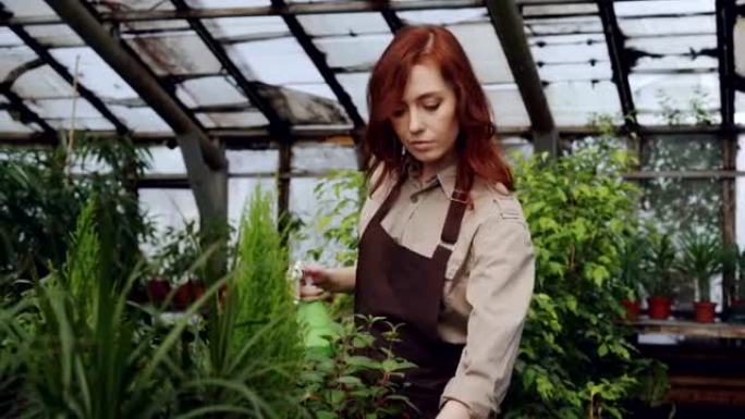 漂亮的红发女人正在宽敞的温室里喷洒植物和检查幼苗。职业、种花、职场和人的概念。