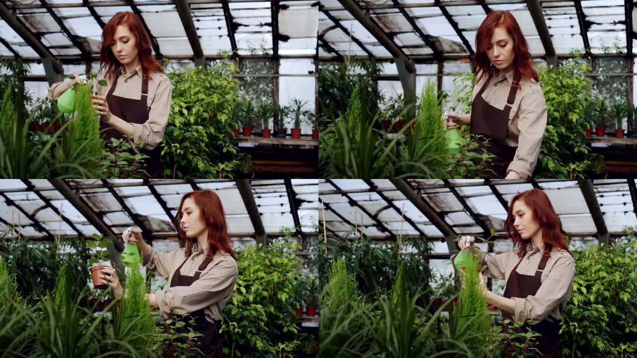 漂亮的红发女人正在宽敞的温室里喷洒植物和检查幼苗。职业、种花、职场和人的概念。