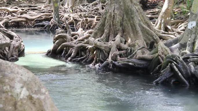 溪和美丽的根（泰国甲米）。