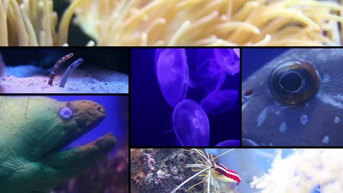 海洋生物热带鱼群海洋大海野生动物