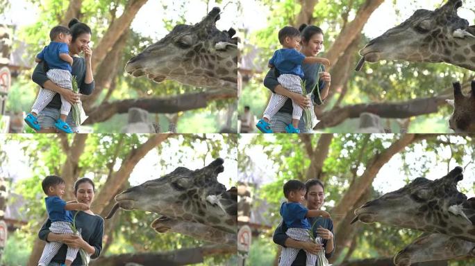 2张亚洲妈妈抱着男婴喂长颈鹿的镜头。