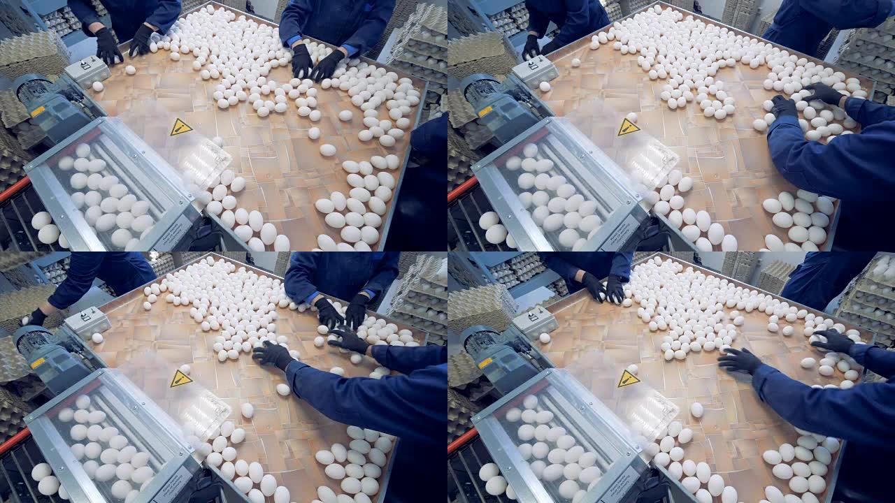 家禽工人将新鲜的鸡蛋放在板条箱中。家禽农场。