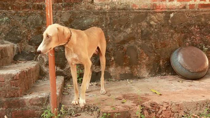 德西印度猎犬在村庄里摇尾巴