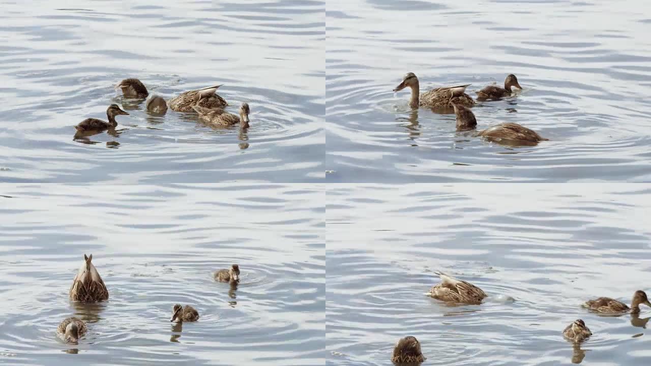 UHD 4k SLOMO: 一群鸭子在水中摇摆和玩耍