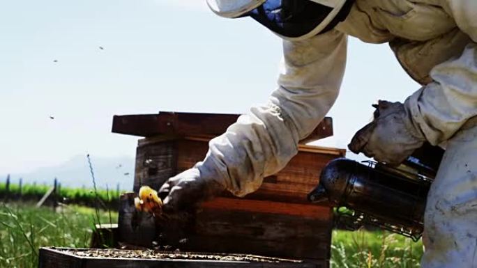养蜂人刷掉蜂蜜梳子上的蜜蜂