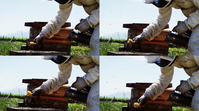 养蜂人刷掉蜂蜜梳子上的蜜蜂