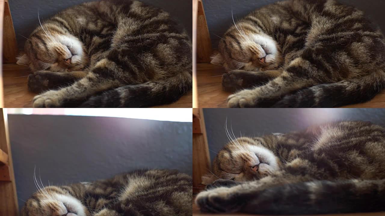 睡猫的两次倾斜拍摄有一个好梦