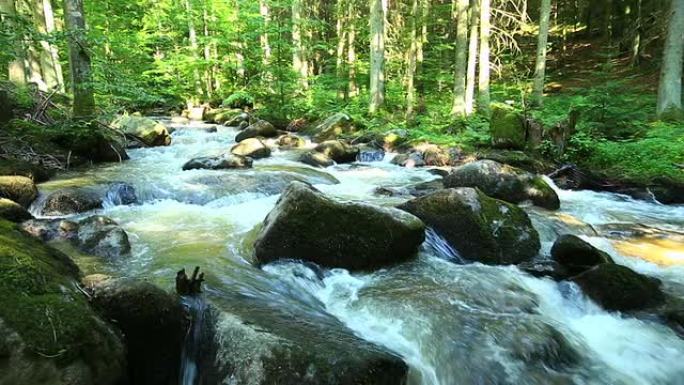 绿色森林中的溪流PAN TL