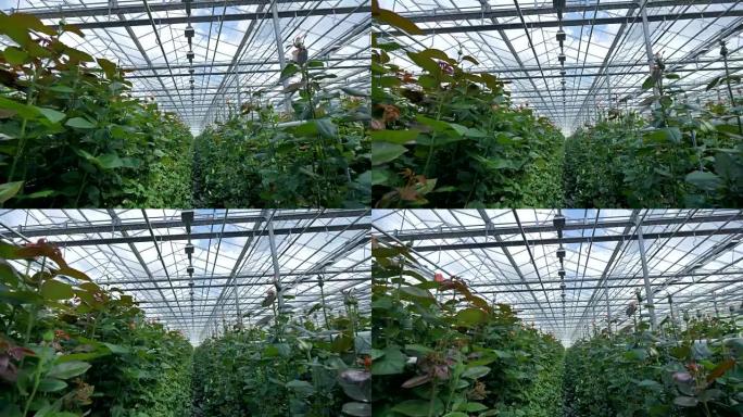 一排排玫瑰之间的温室透明屋顶视图。4K。