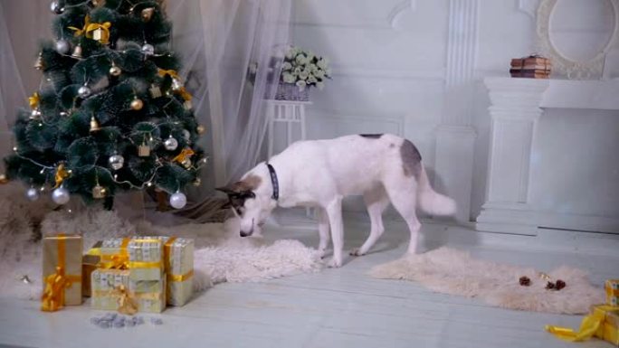 有趣的哈士奇狗在圣诞树下挖东西