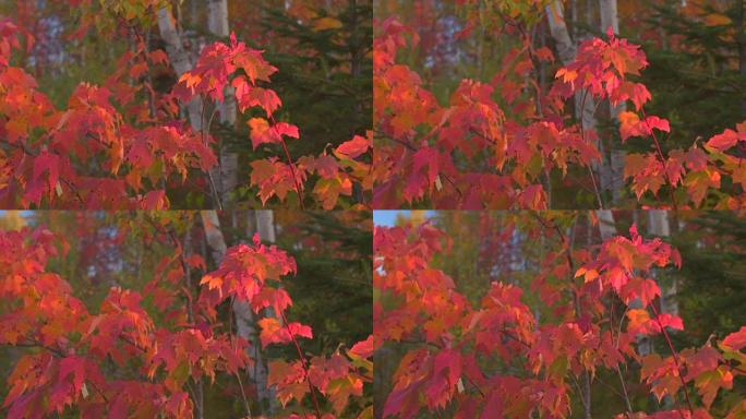 特写镜头: 森林中枫树树枝上生长着五颜六色的秋叶