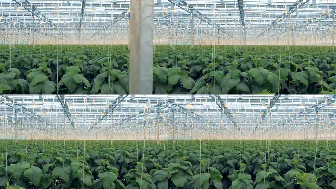 在温室中种植捆绑的黄瓜幼苗