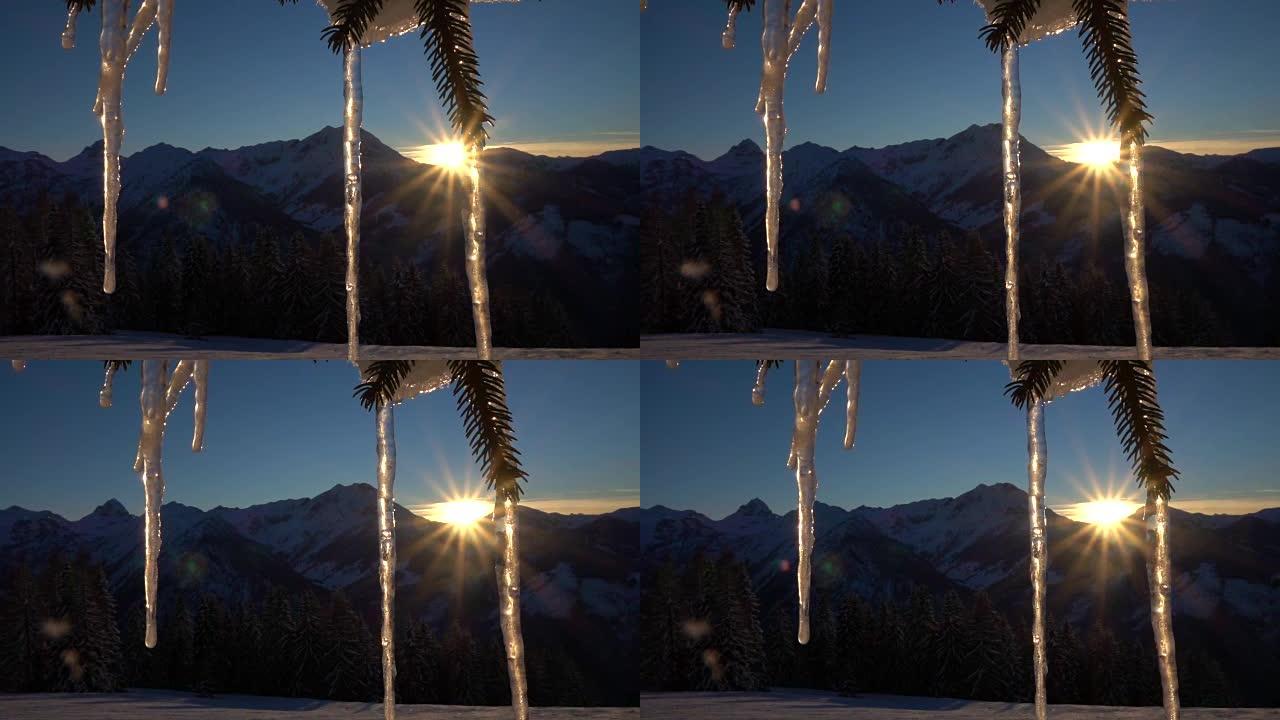特写: 金色的冬日日落时，一棵白雪皑皑的云杉树上冰冷的大冰柱