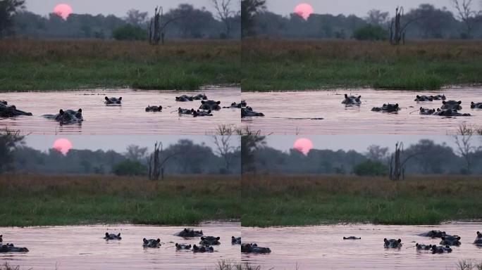 一只河马游泳的特写镜头，然后在博茨瓦纳奥卡万戈三角洲的一条河中躲在水下