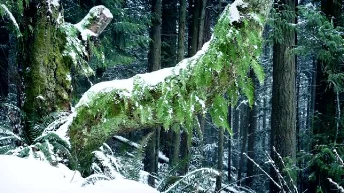 在降雪中生长着蕨类植物的老树