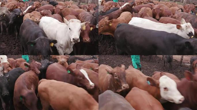大批牛被放牧在饲养场中