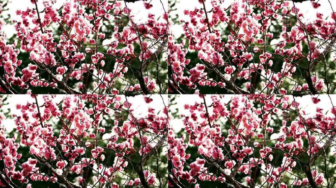 春天的粉红色花朵