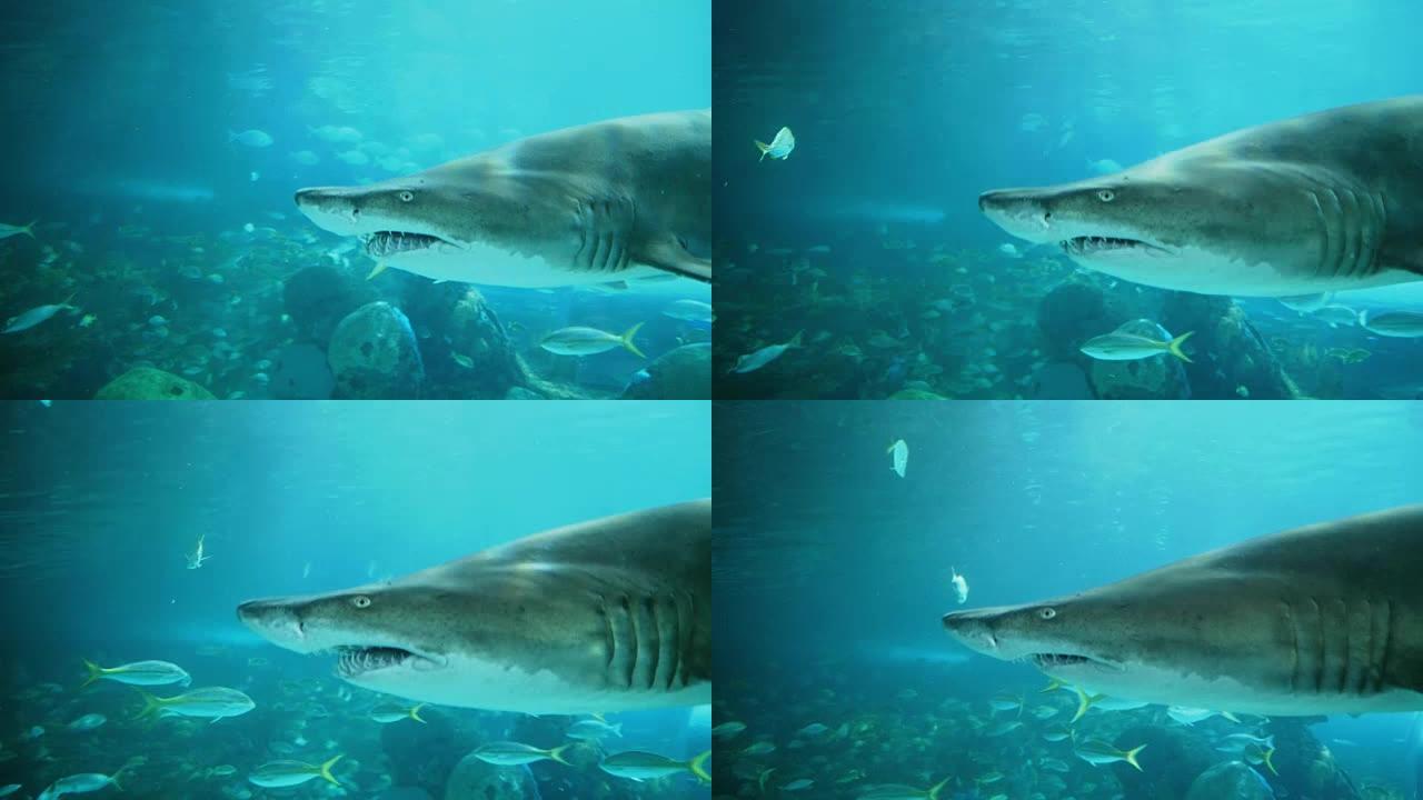 一条大鲨鱼的电影肖像。