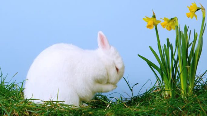 白色可爱的兔子在水仙花旁边挠鼻子