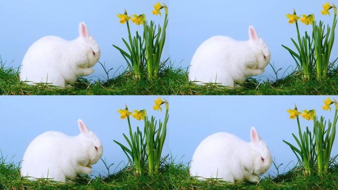 白色可爱的兔子在水仙花旁边挠鼻子