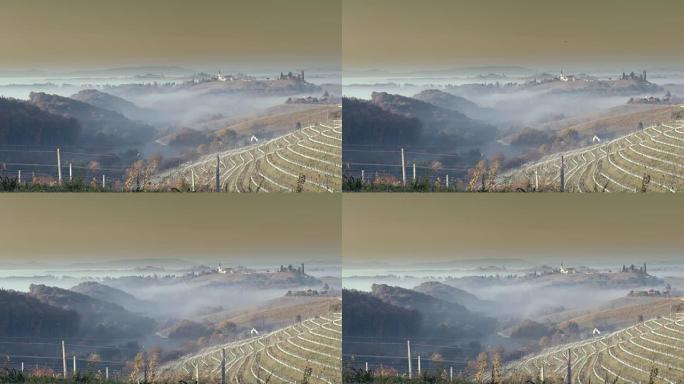 WS雾笼罩着斯洛文尼亚Jeruzalem阳光明媚，田园诗般的乡村葡萄园景观