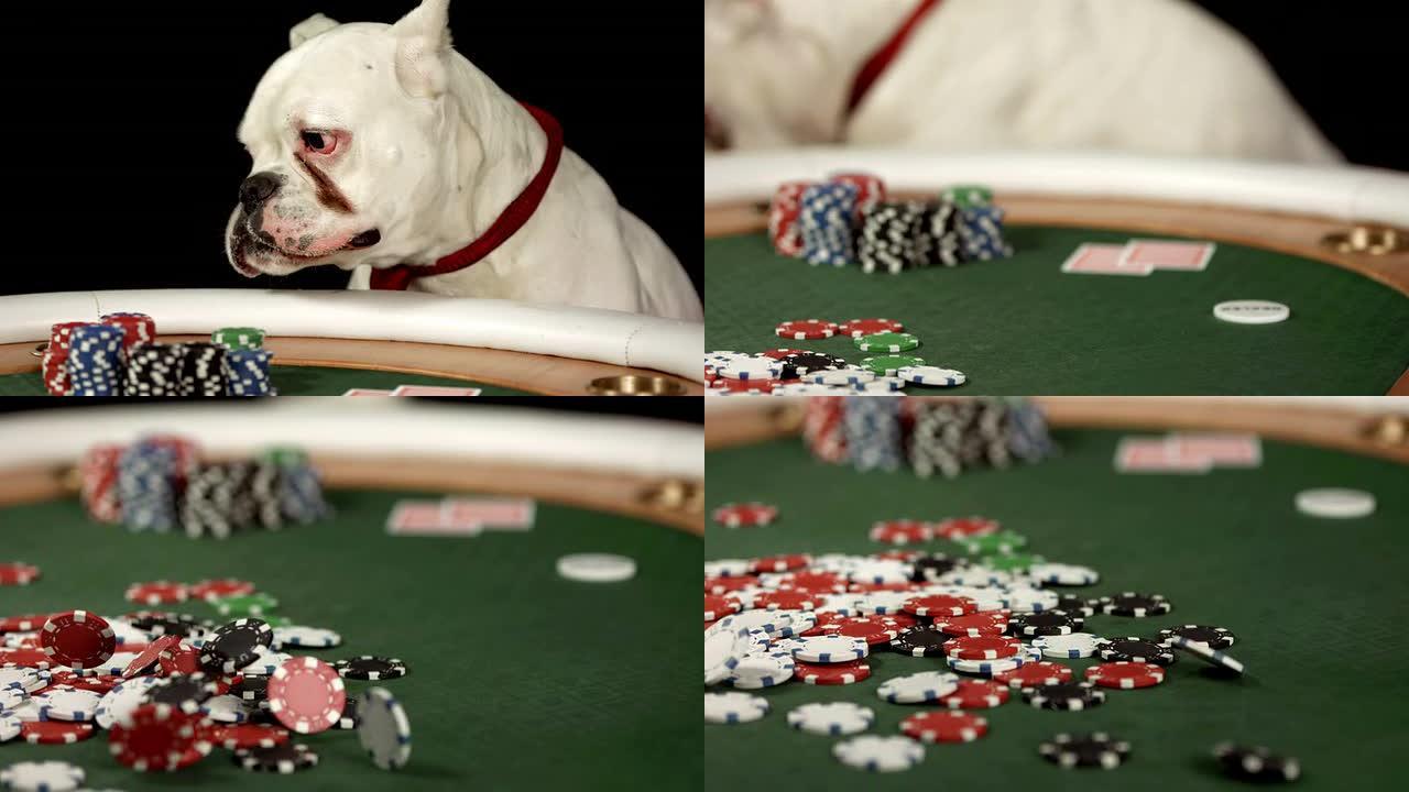 高清多莉: 狗离开扑克桌