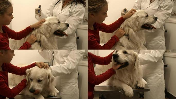兽医在她的办公室与年轻的主人一起检查狗