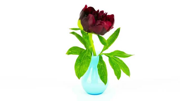 蓝色花瓶里的红色牡丹-时间流逝