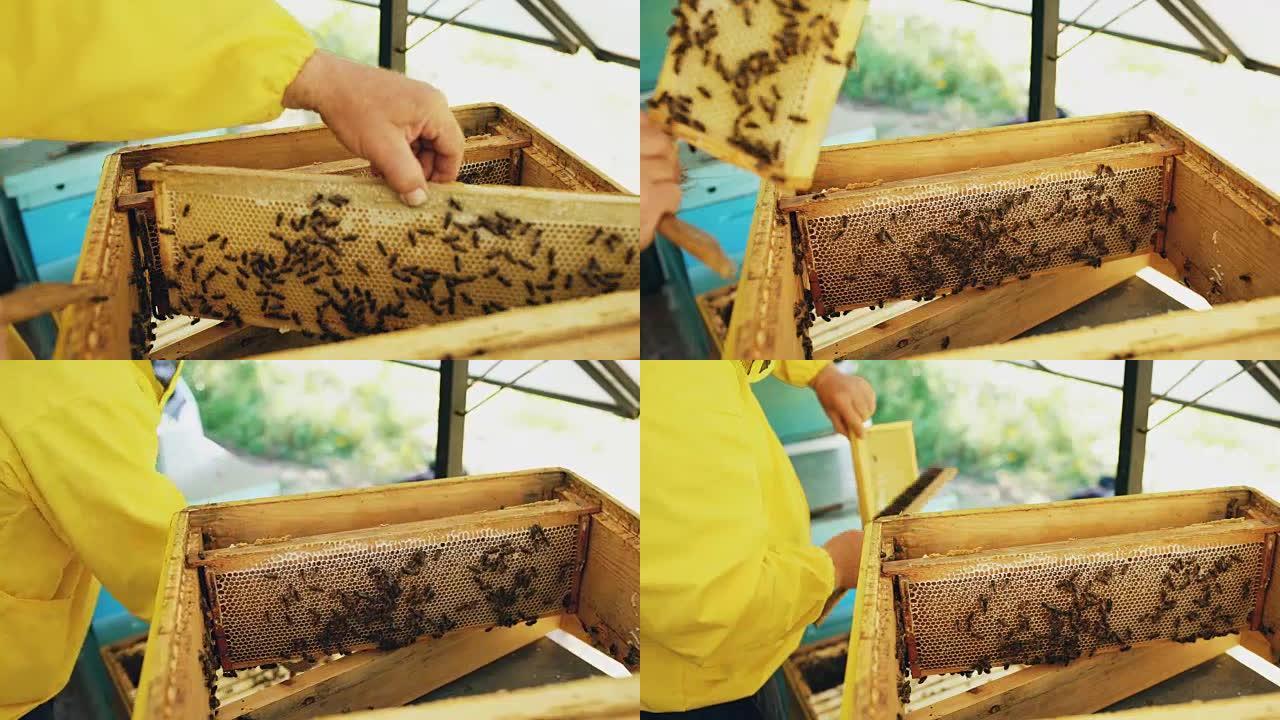 养蜂人检查蜂箱中清洁木框的特写