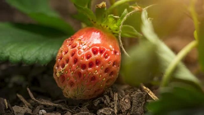 草莓生长时间流逝宏观