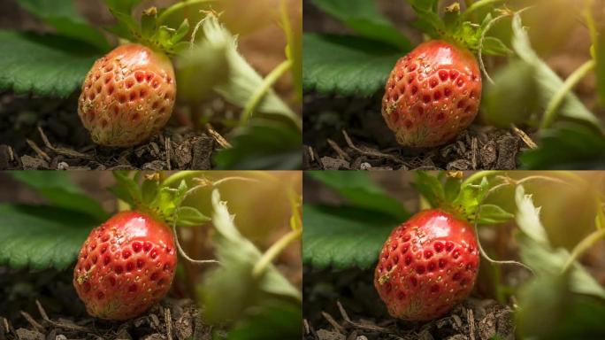 草莓生长时间流逝宏观
