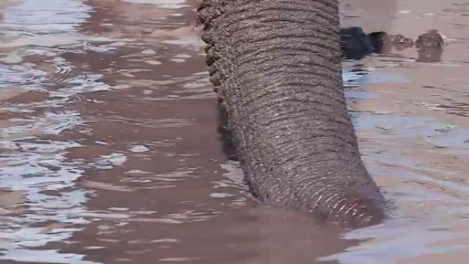 博茨瓦纳奥卡万戈三角洲的一条河里的象鼻吸水的慢动作特写视图