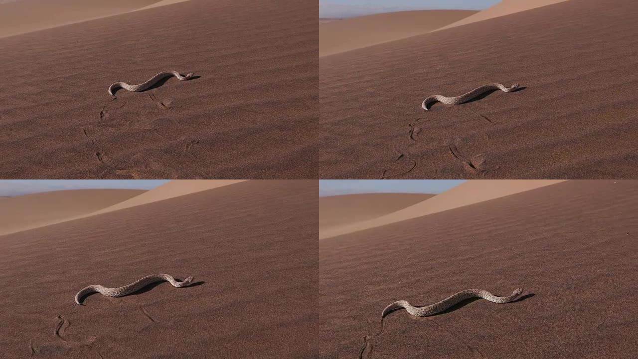 响尾蛇/Peringuey的加法器在沙丘上移动的慢动作镜头