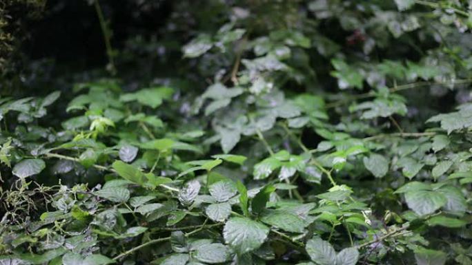 雨水落在缠结的荆棘上