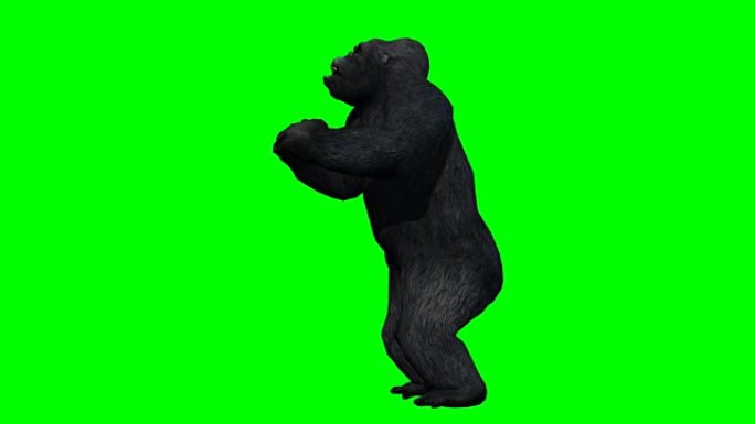 大猩猩攻击绿屏 (可循环)
