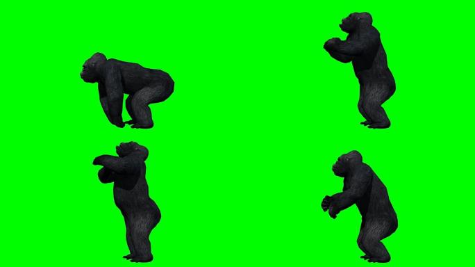 大猩猩攻击绿屏 (可循环)