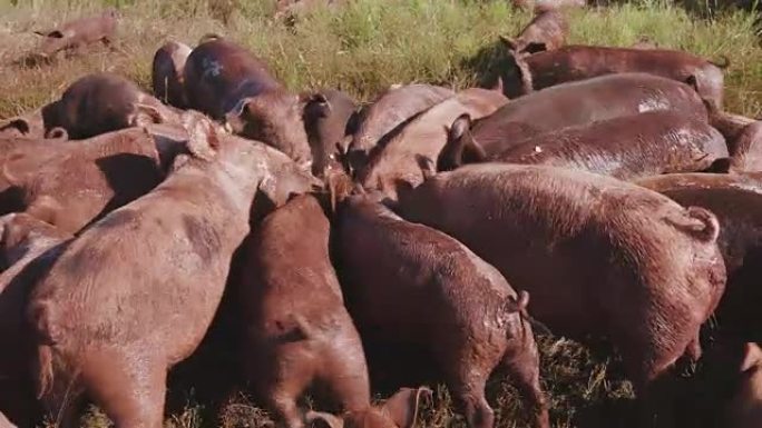 野外饲养的小群散养猪的特写镜头
